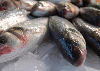 O que é a doença de Haff que causou a urina preta em irmãs de Pernambuco