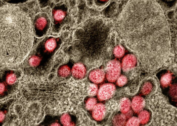 Anticorpos são 6 vezes menos eficazes contra cepa brasileira