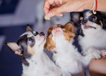 Conheça os produtos de beleza veganos para pets