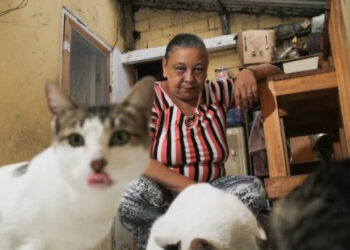 Desempregados abrem mão de comer para alimentar animais de estimação