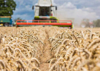 Produção de alimentos deve dobrar em dez anos, diz presidente da Embrapa