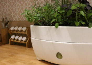 Conheça segredos para cultivar temperos,﻿  vegetais e chás de forma simples