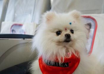 Azul lança serviço de bordo para pets