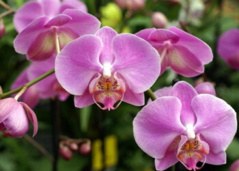 Orquídeas: Beleza Eterna em Cada Flor