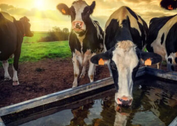 Governo libera R$ 790 mil para projeto que rastreia animais em blockchain