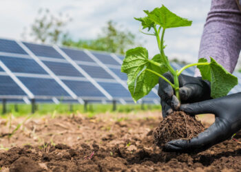 Brasil inicia processo para integrar agricultura e energia solar