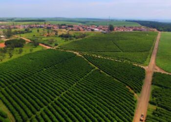 Agronegócio deve representar quase o dobro do saldo da balança comercial em 2025