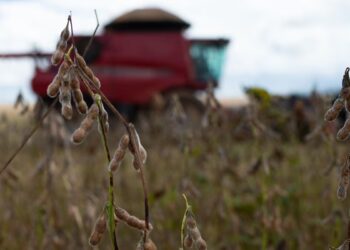 Pedidos de recuperações judiciais no agro sobem no 1º tri, mostra Serasa Experian