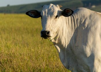 Exportações de carne bovina crescem 37% em outubro apesar das tarifas dos EUA